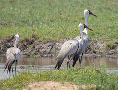 Wattled Crane