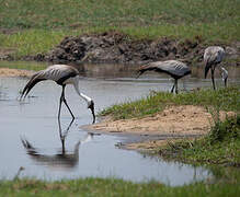 Wattled Crane