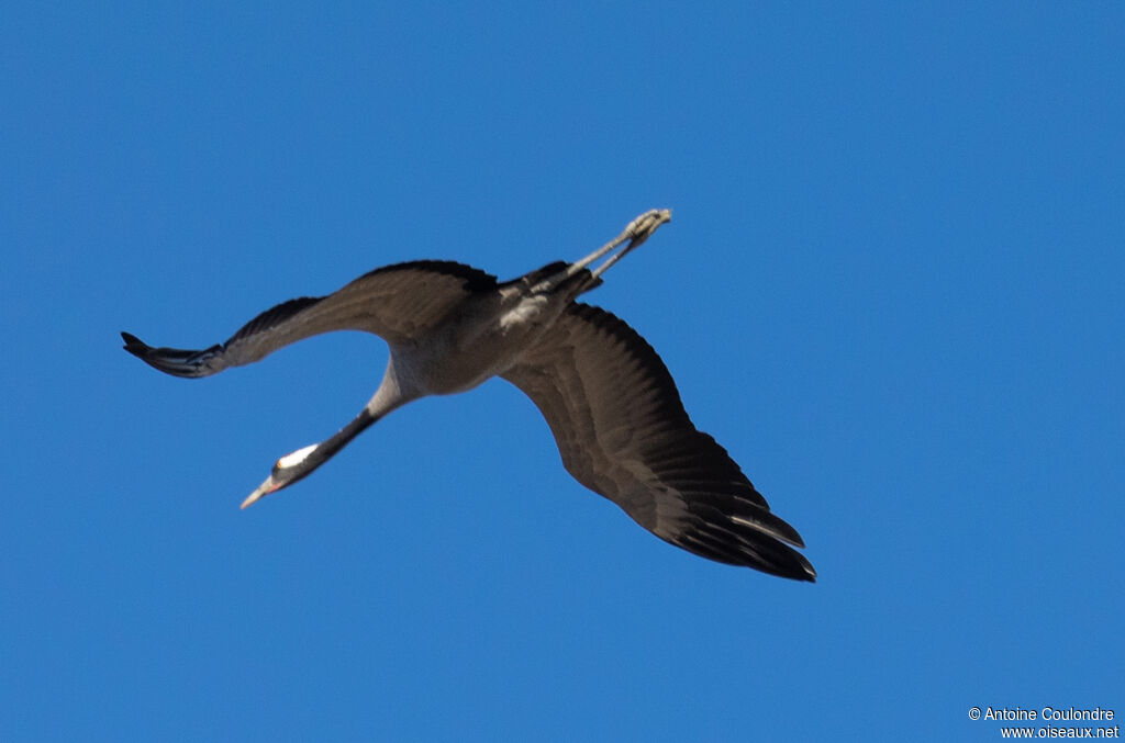 Common Craneadult, Flight