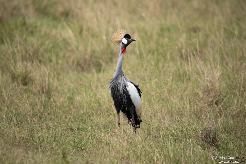 Grey Crowned Craneadult