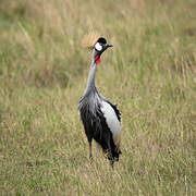 Grey Crowned Crane