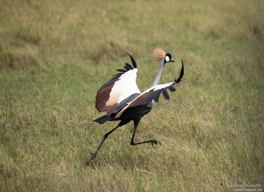 Grey Crowned Craneadult, Flight