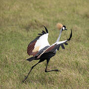 Grey Crowned Crane