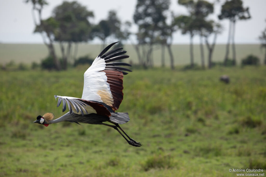 Grey Crowned Craneadult, Flight