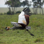 Grey Crowned Crane