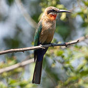 White-fronted Bee-eater