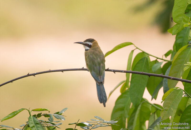 White-throated Bee-eateradult