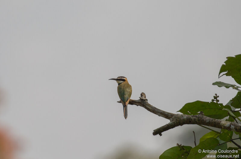 White-throated Bee-eateradult