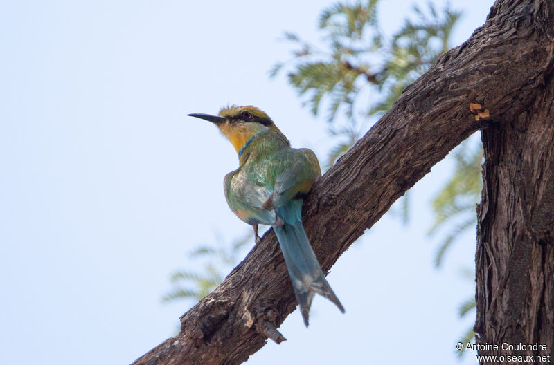 Swallow-tailed Bee-eateradult