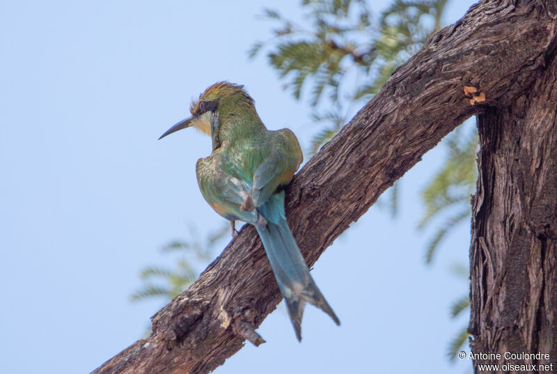 Guêpier à queue d'arondeadulte