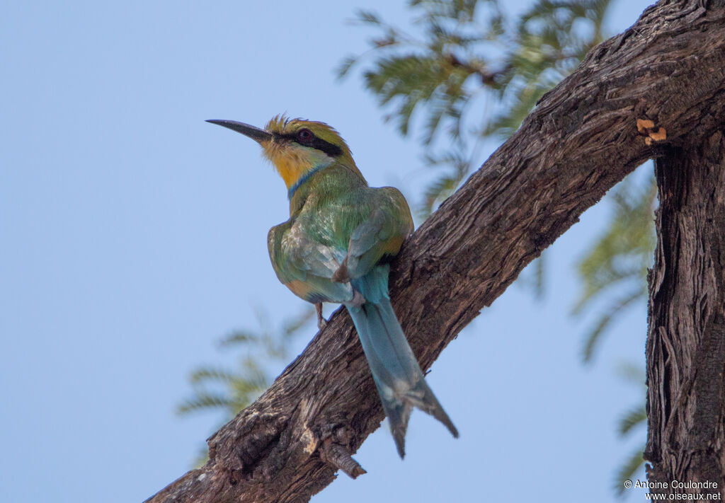 Swallow-tailed Bee-eateradult