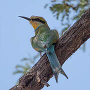 Swallow-tailed Bee-eater