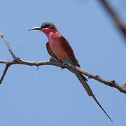 Southern Carmine Bee-eater