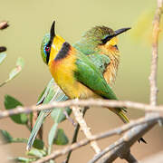 Little Bee-eater