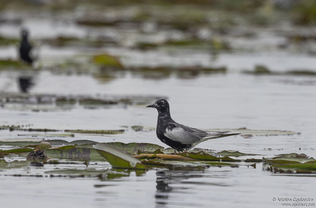 White-winged Ternadult