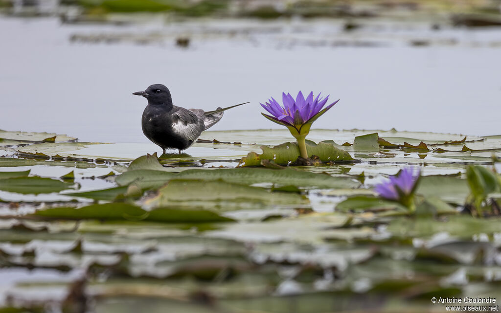 White-winged Ternadult breeding