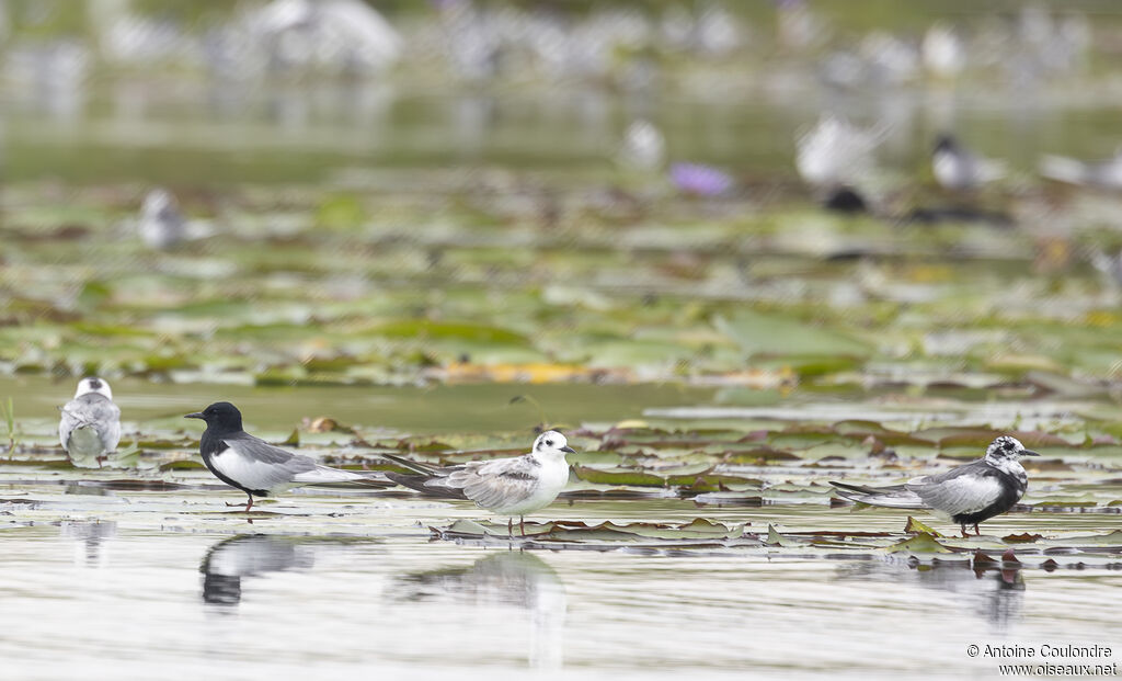 White-winged Ternadult breeding