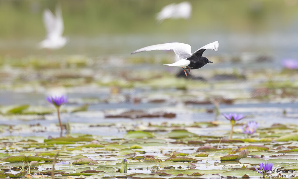 White-winged Ternadult breeding, Flight