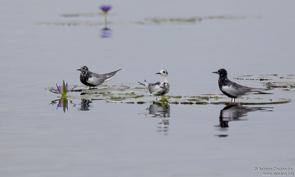 White-winged Ternadult transition