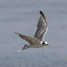 Guifette leucoptère