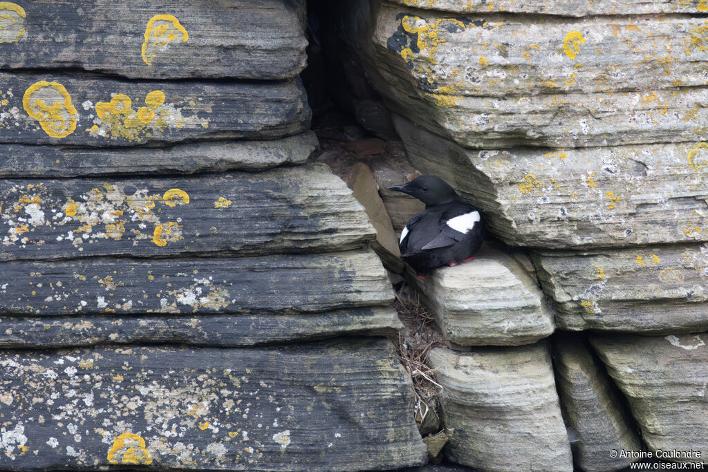 Guillemot à miroir adulte, nuptial, nidification