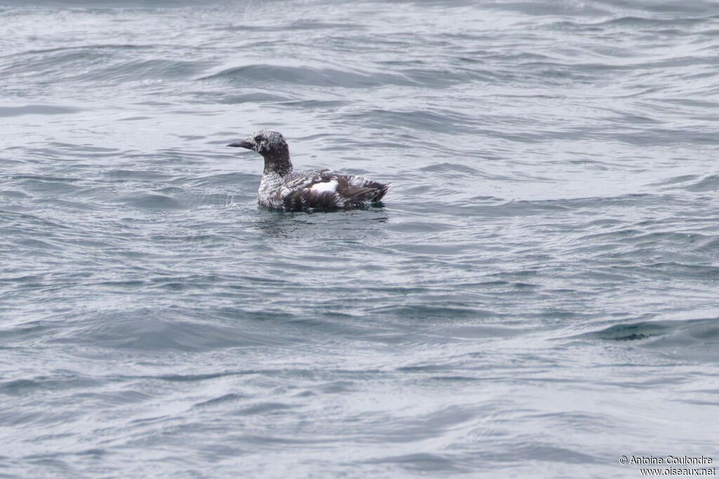 Guillemot à miroir adulte, en mue, nage