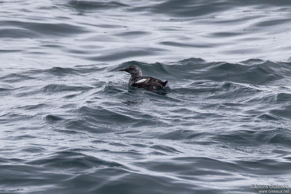 Guillemot à miroir adulte, en mue, nage