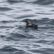 Guillemot à miroir