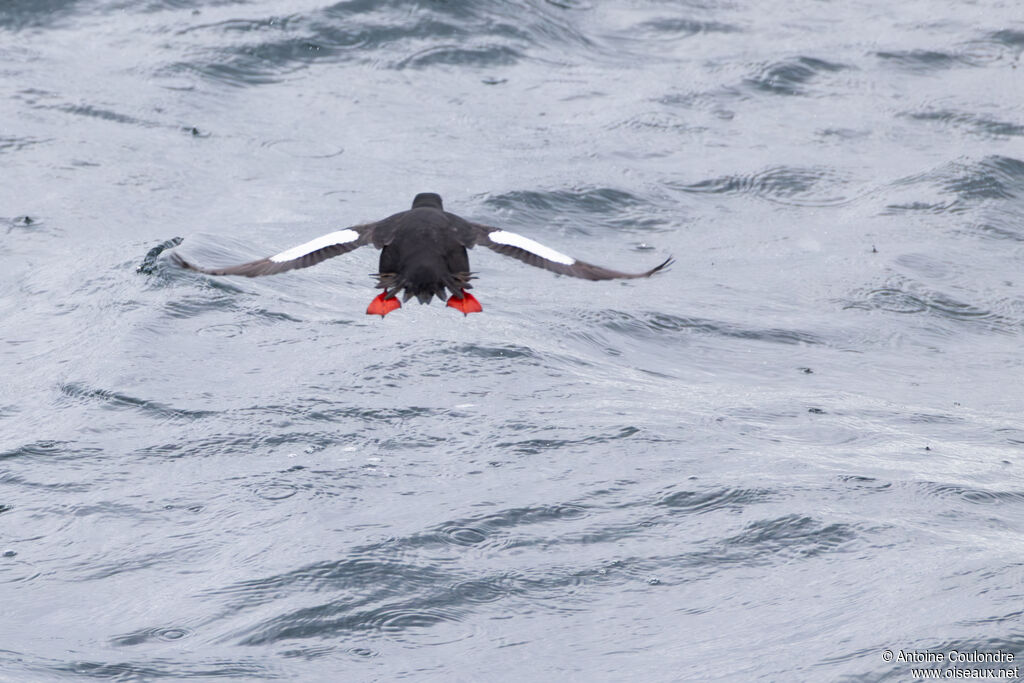 Guillemot à miroir adulte, nuptial, pêche/chasse