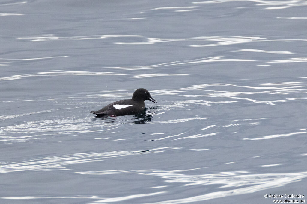 Guillemot à miroir