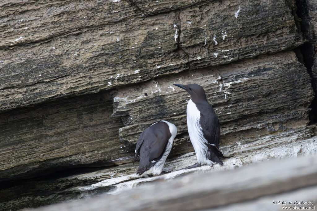 Guillemot de Troïl
