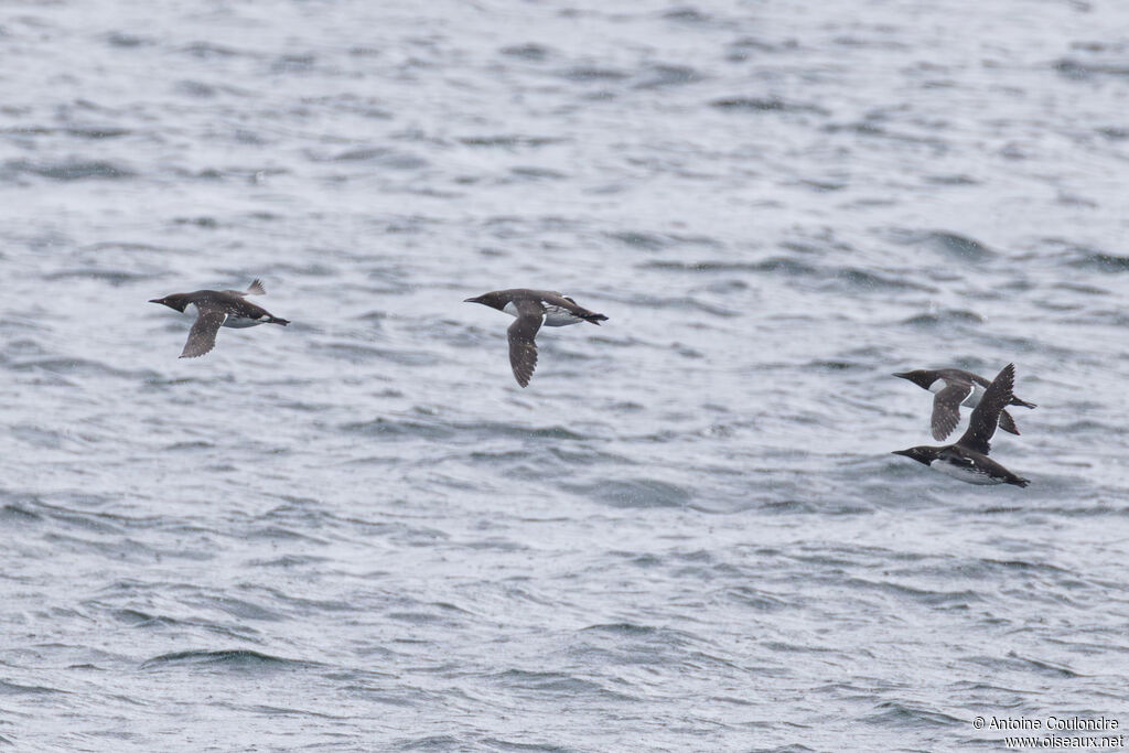 Guillemot de Troïl