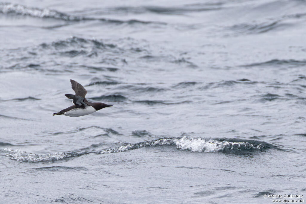 Guillemot de Troïl