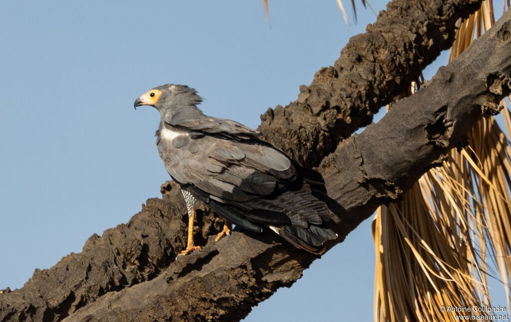 Gymnogène d'Afriqueadulte