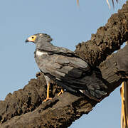 African Harrier-Hawk