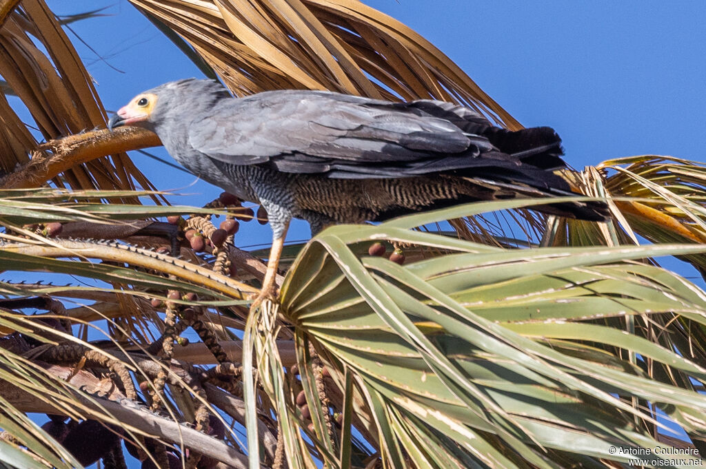 African Harrier-Hawkadult