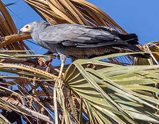 African Harrier-Hawk