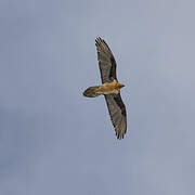 Bearded Vulture