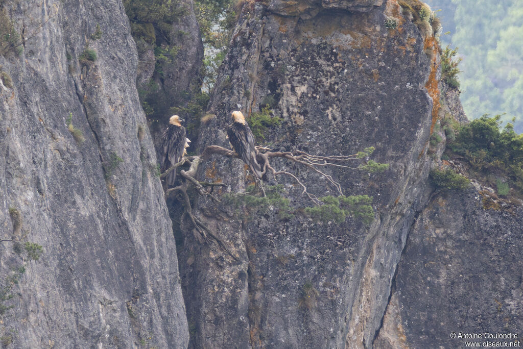 Gypaète barbu mâle, adulte, pêche/chasse