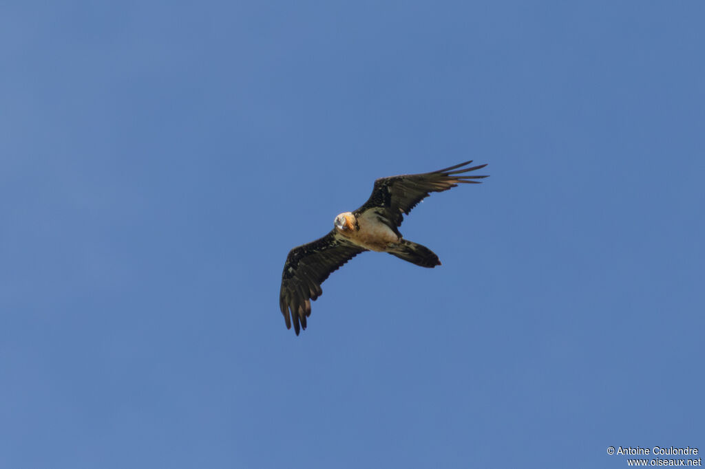 Gypaète barbu mâle, adulte, vol, pêche/chasse
