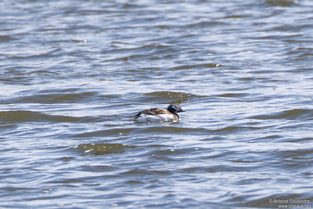 Long-tailed Duck female, adult, breeding