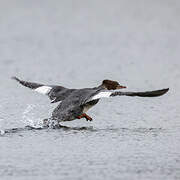 Common Merganser