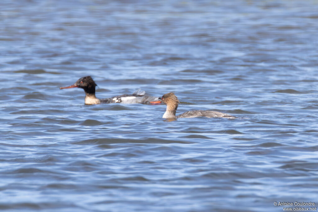 Red-breasted Merganser adult, breeding, swimming