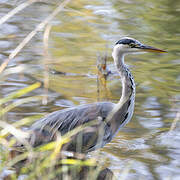 Grey Heron