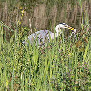 Grey Heron