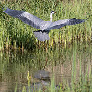 Grey Heron