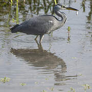 Grey Heron
