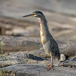 Héron des mangroves