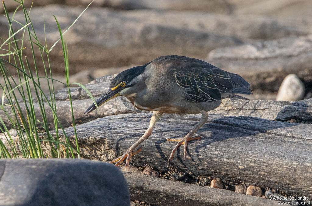 Héron des mangrovesadulte, pêche/chasse