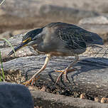Héron des mangroves